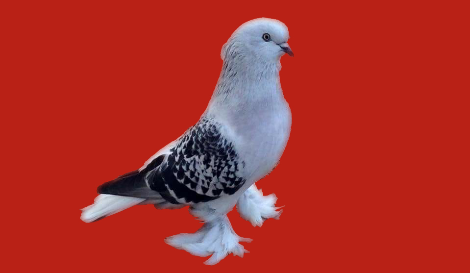 bilezik
