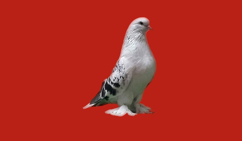 bilezik