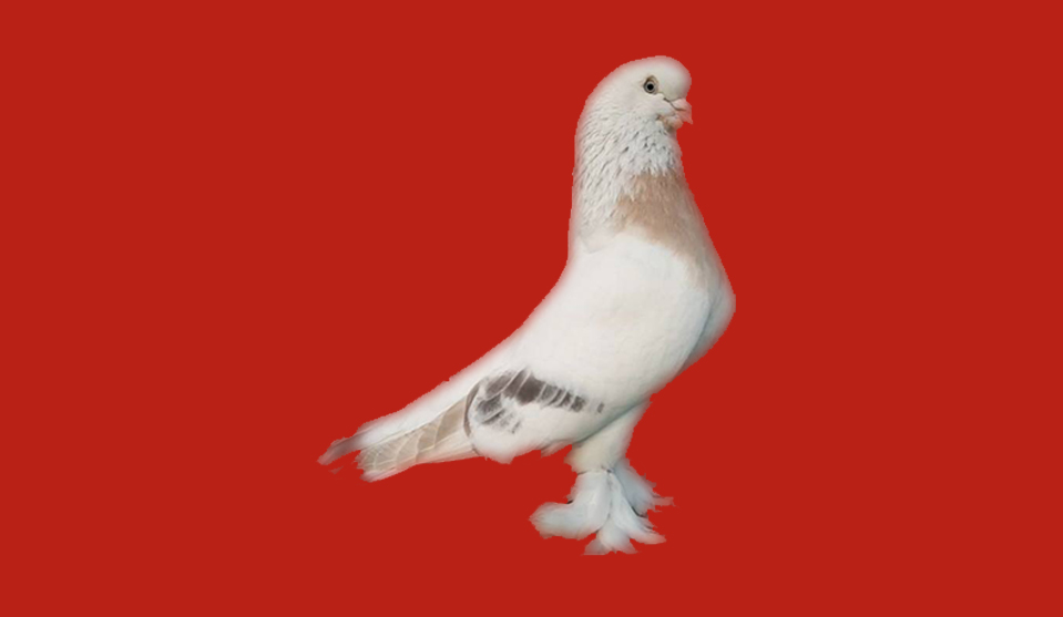 bilezik
